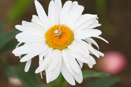 Spiderの写真素材