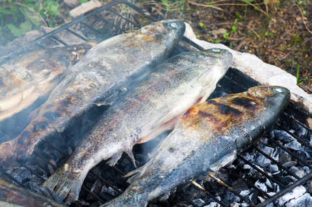 Troutの写真素材