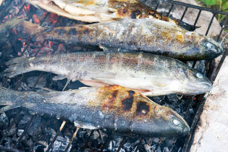 Troutの写真素材