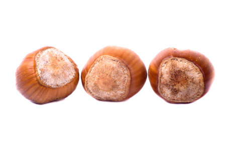 Hazel Nut