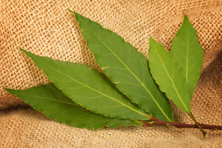 Bay Leaves