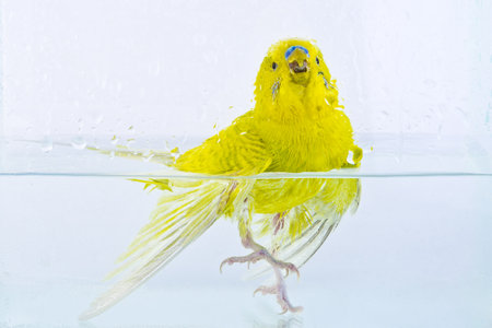 budgerigarの写真素材