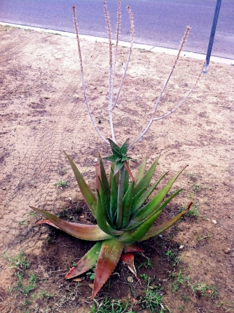 Aloe crowned.の素材