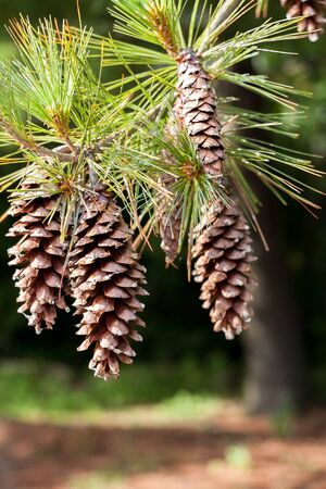Pine cones on a soft pine tree in a forest.の写真素材