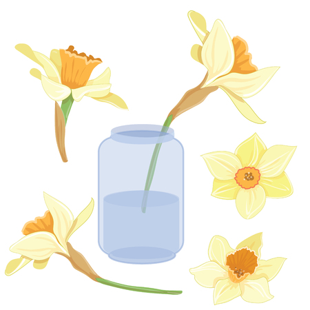 Bouquet narcissus on a vase isolated vector clipart illustration of spring narcissus flowersのイラスト素材