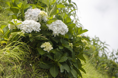 white flowers on sky backgroundの写真素材