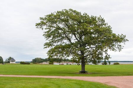lonely tree, bench, grass road and gray skyの写真素材