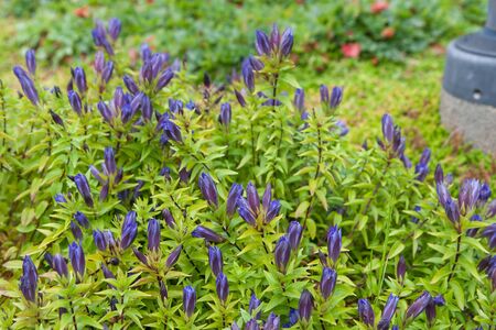Flowerbed with blooming gentiana septemfidaの写真素材