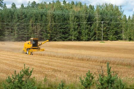 Combine harvester in action on wheat field. Harvesting is the process of gathering a ripe crop from the fields.の写真素材