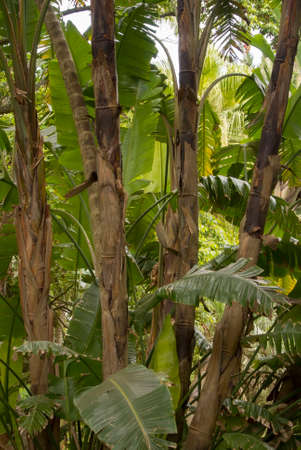 Bamboo plant forest in a gardenの写真素材
