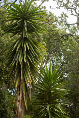 elongated yucca palm trees in the park