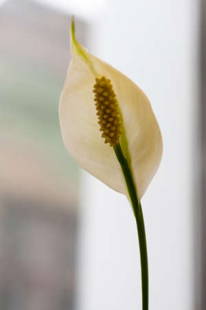 Spathiphyllum: a white fragrant flower which is also called a Peace lily and Women s happiness .の写真素材