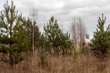 Autumn cloudy forest with coniferous and deciduous trees, close up