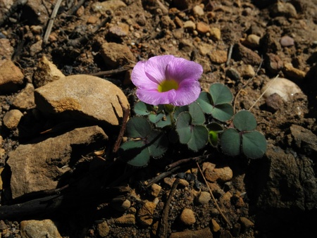 flowerの写真素材