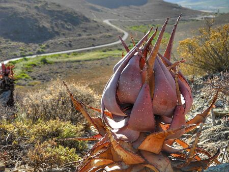 Karoo Gardens, South Africaの写真素材