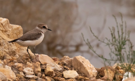 isolated small beautiful bird (kentish plover)sit in the desert river backgroundの写真素材