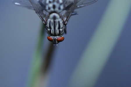 Fly on a blade of grass, macro photography, close-up