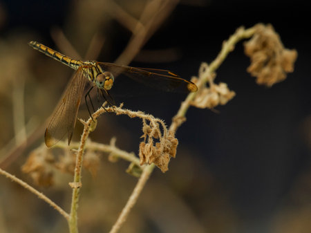 dragonfly on dry grass in the morning, closeup of photoの写真素材