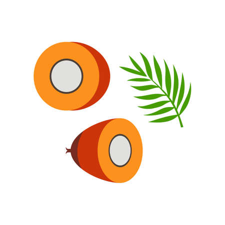 Palm seed half and leaf vector illustration isolated on white backgroundのイラスト素材