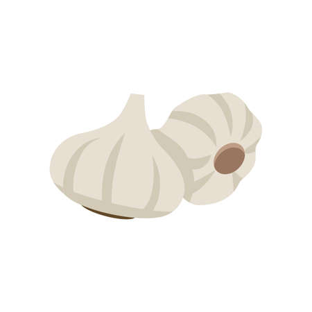 Two white garlic vector illustration isolated on white backgroundのイラスト素材
