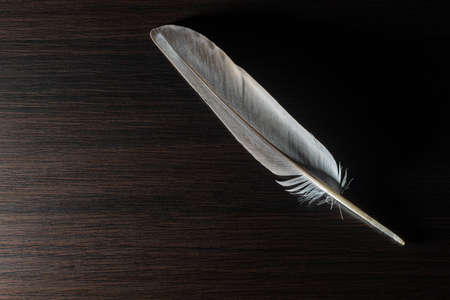 a brown feather in a black wooden background