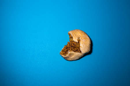 a dry fig fruit in a blue background