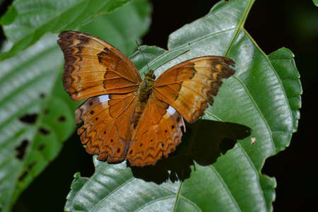 Brown colored butterfly sitting on green plant, India, Kerala, monsoonの写真素材