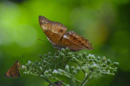 Brown colored butterfly sitting on green plant, India, Kerala, monsoonの写真素材