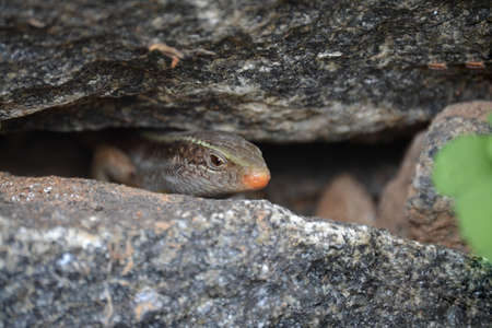 a wild lizard looking through rocksの写真素材