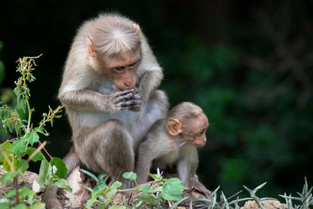 Mother and baby monkey in the forest, Chinnar Wildlife Sanctuary , Kerala, Indiaの写真素材