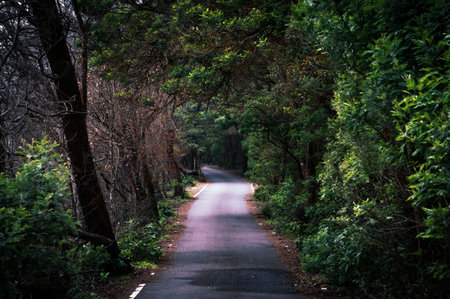 Road in the forest with trees and shrubs in the background.