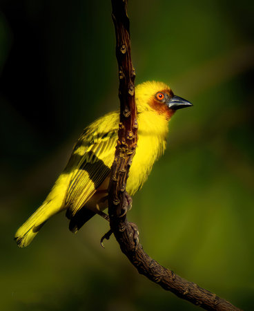 Image of Ruppells Weaver, yellow bird on the branch on nature background. Wild Animals.