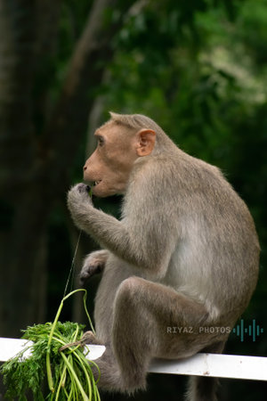 monkey eating a green leaf in the Forest Munnar.の写真素材