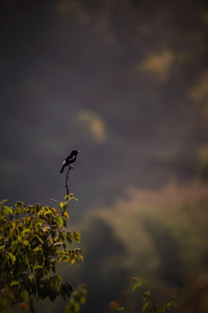 Black bird on a branch in the morning mist, Chiang Mai, Thailandの写真素材