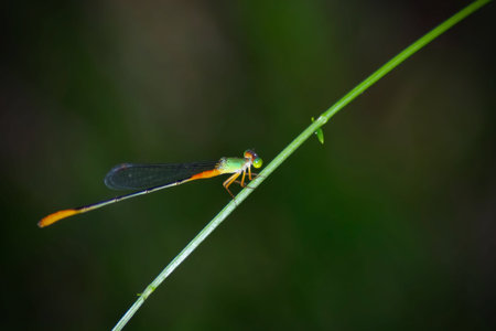 Dragonfly on a blade of grass in the rainforest, Thailand.