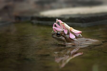 Boat Frog