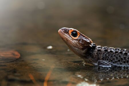 Croc SKinkの写真素材