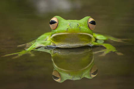 Frog On the Waterの写真素材