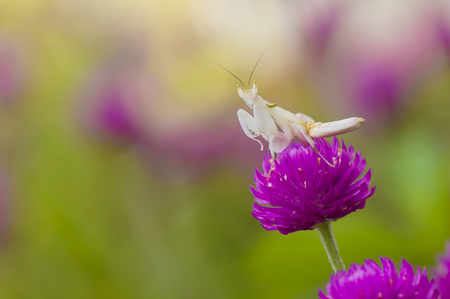 Orchid mantis beauty nature  in springの写真素材
