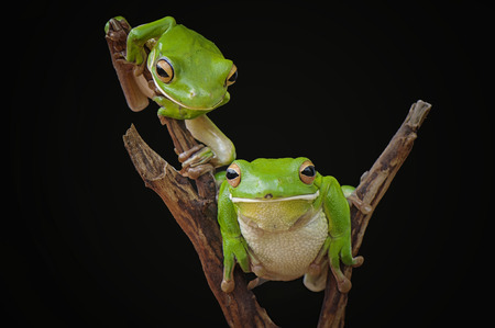 Two frogs pose on the woodの写真素材