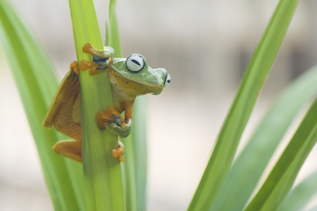 Stay on  leaf and ready to jumpの写真素材