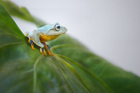 Good Morning Frogの写真素材
