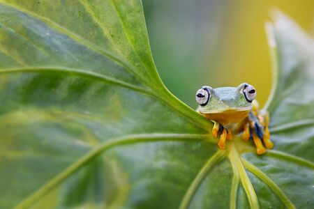 Peeking frog behind leafの写真素材