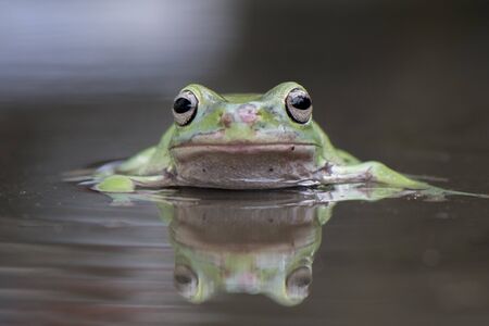 Swimming frog in the waterの写真素材