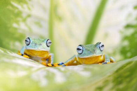Two flying frog looking at cameraの写真素材