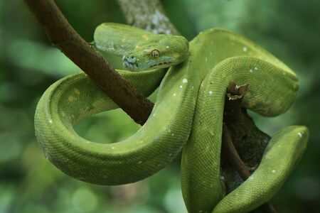Green tree phyton camouflage in green background
