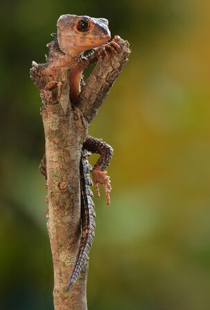 Crocodile Skink Stay in Branchの写真素材