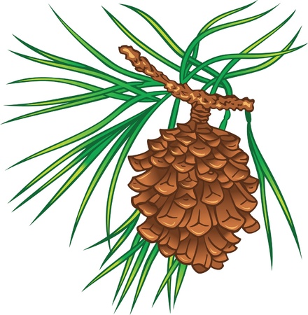 Green branch of pine tree with cone のイラスト素材