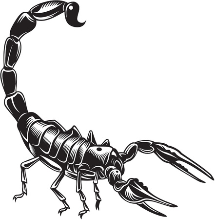 Scorpion, black and white styleのイラスト素材