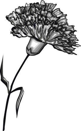 Carnation, black and white colorsのイラスト素材
